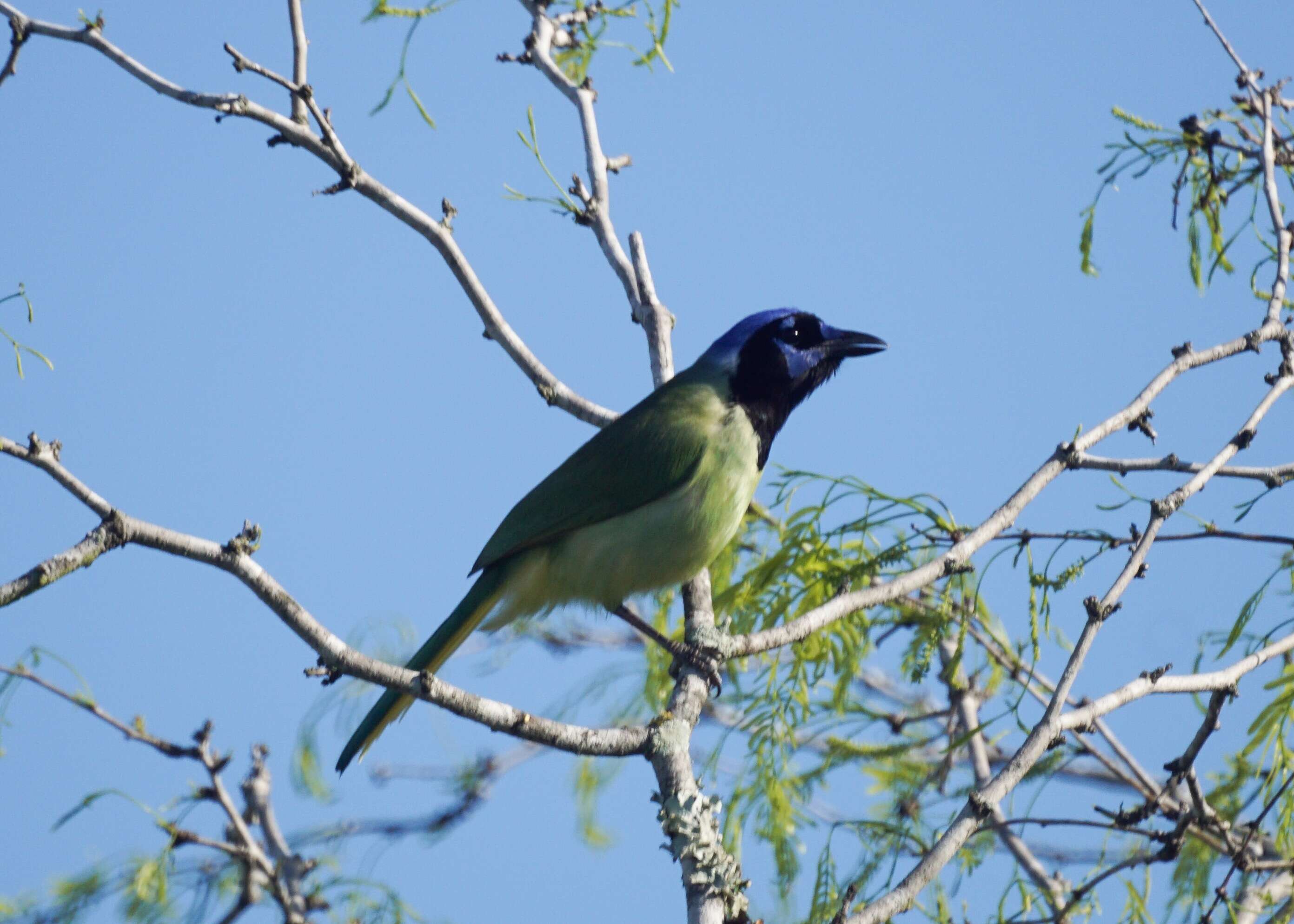 Image of Green Jay