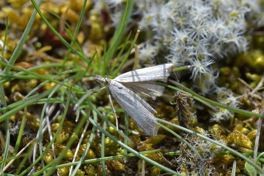 Image of Orocrambus corruptus Butler 1877