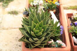 Image of Aloe × nobilis