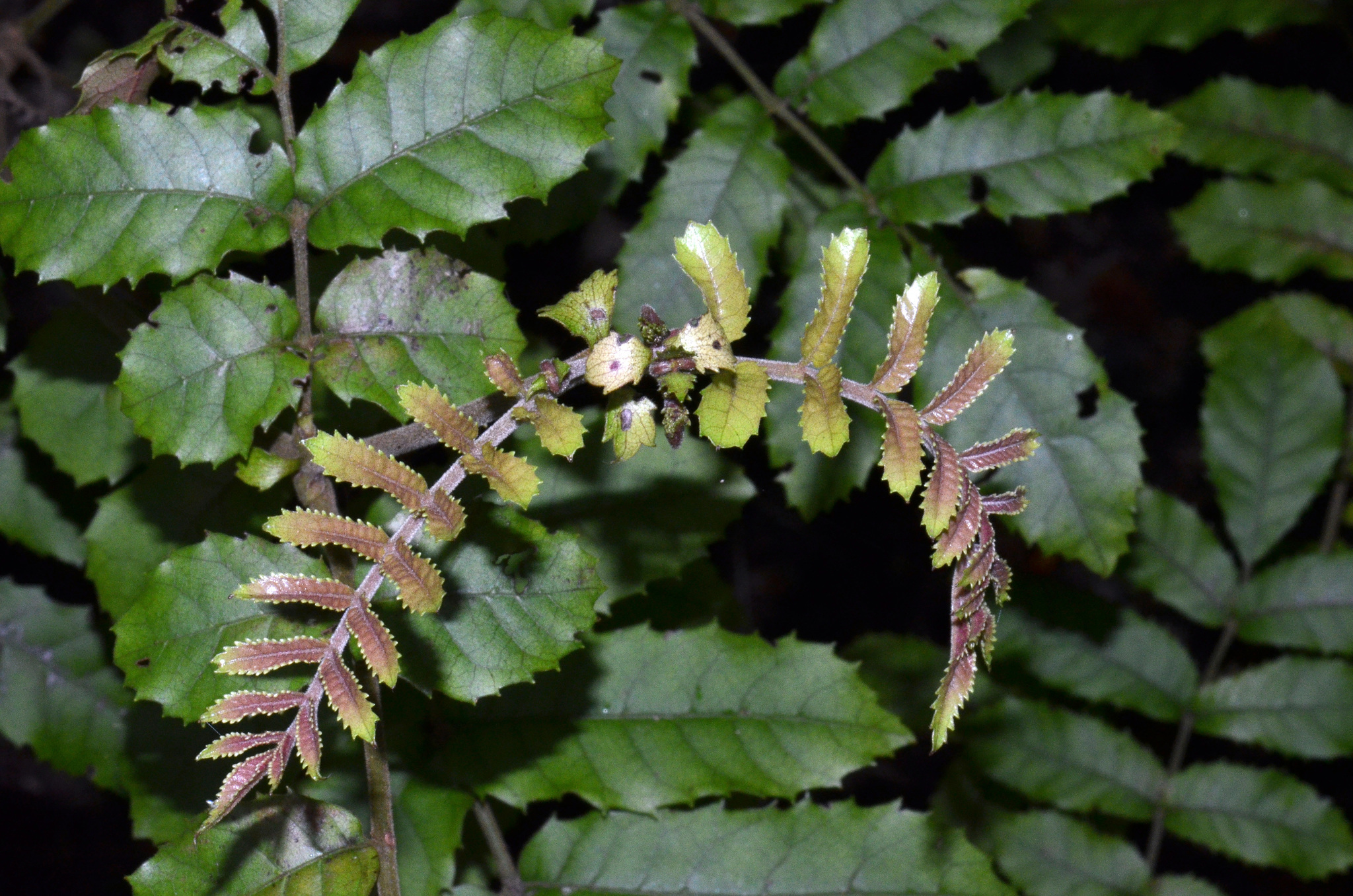 Image of Ackama rosifolia A. Cunn.