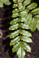 Image of Ackama rosifolia A. Cunn.