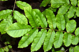 Image of Ackama rosifolia A. Cunn.