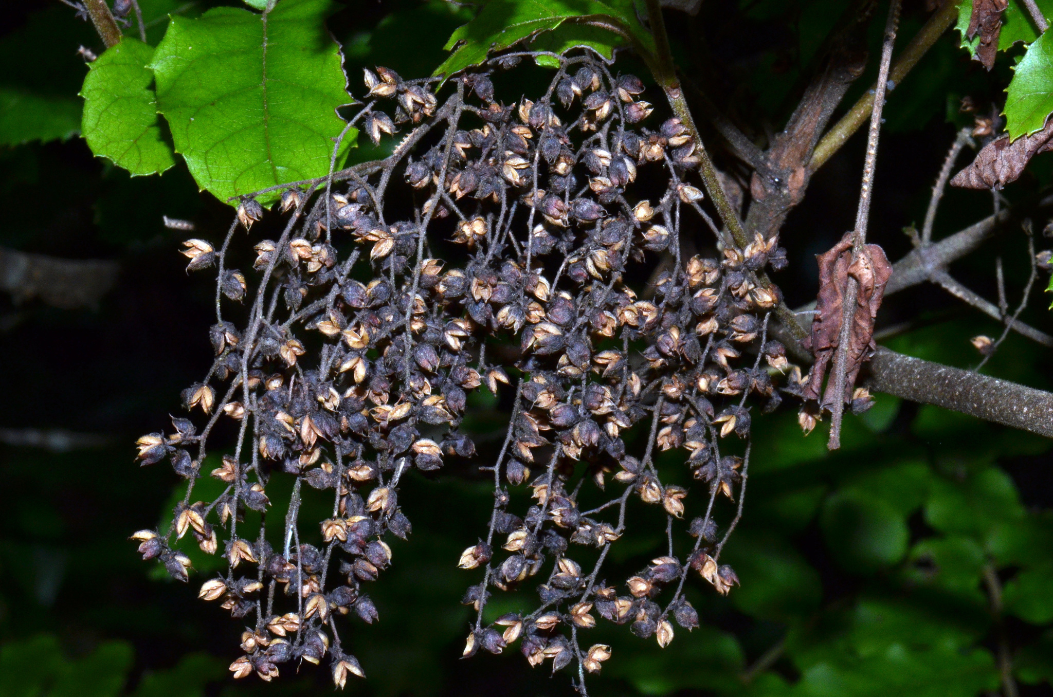 Image of Ackama rosifolia A. Cunn.