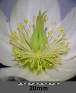 Image of black hellebore