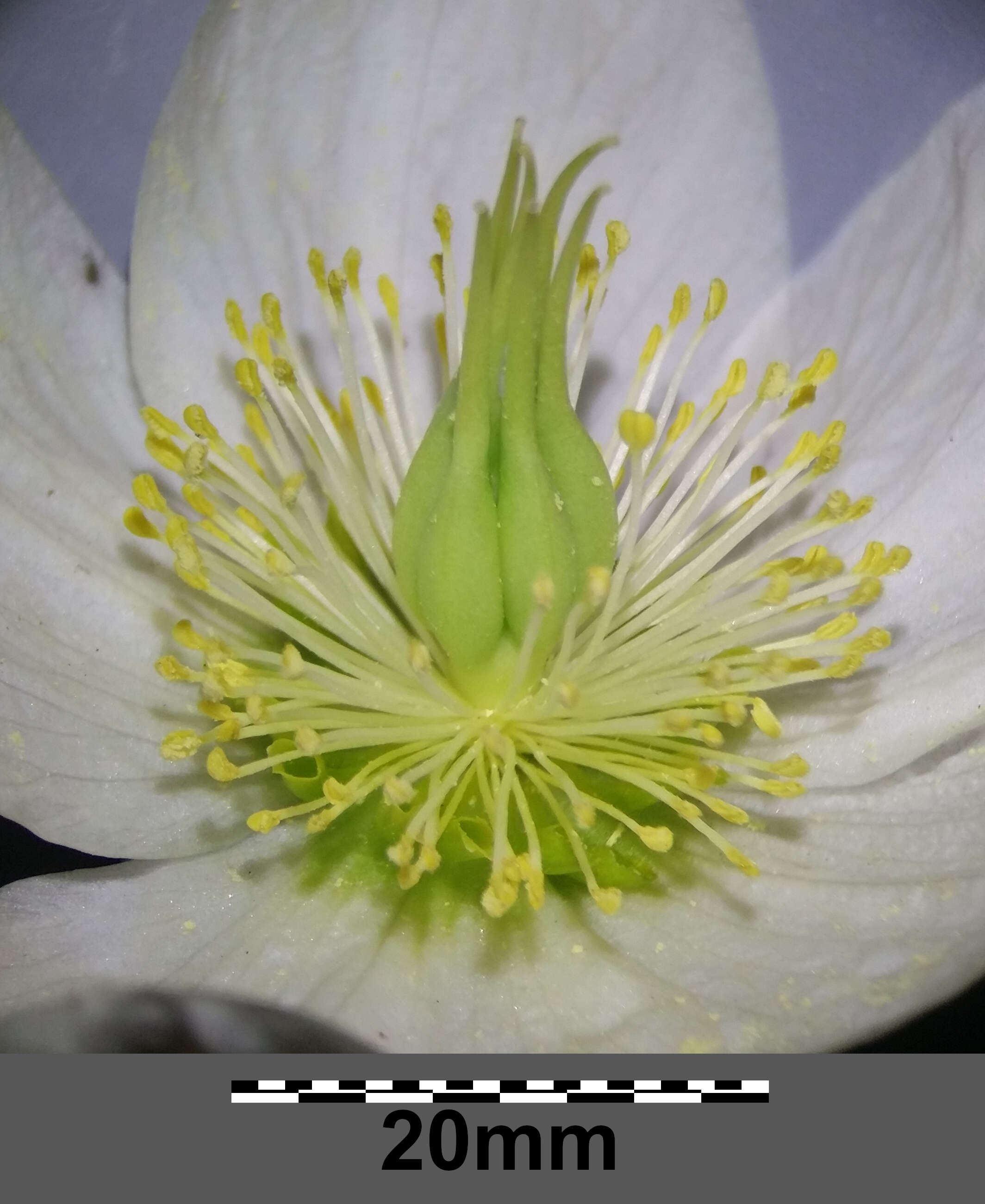 Image of black hellebore