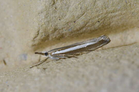 Image of Orocrambus vittellus Doubleday 1943