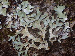 Image of Hammered shield lichen