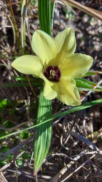 Image of Babiana pygmaea (Burm. fil.) Baker