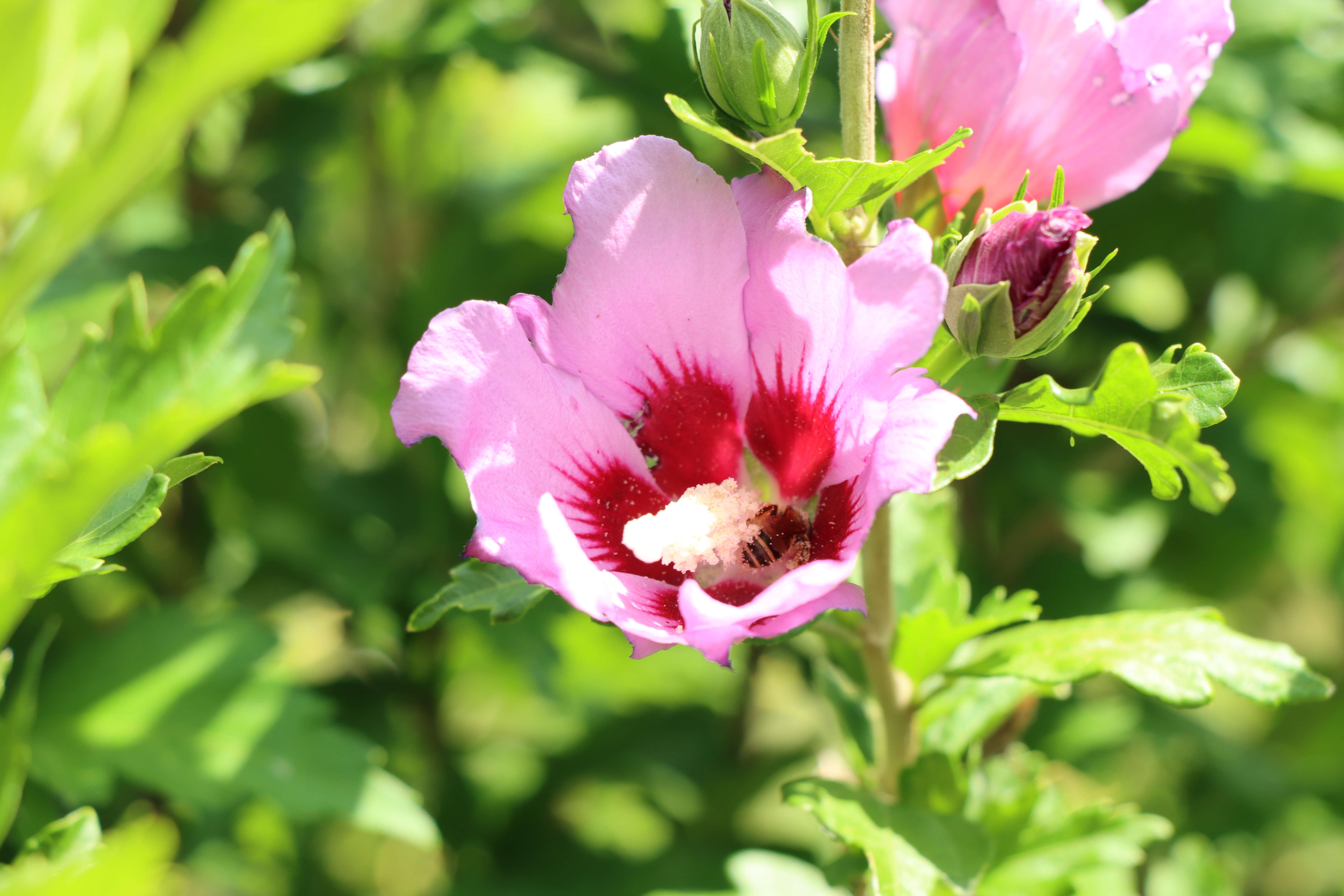 Imagem de Hibiscus syriacus L.