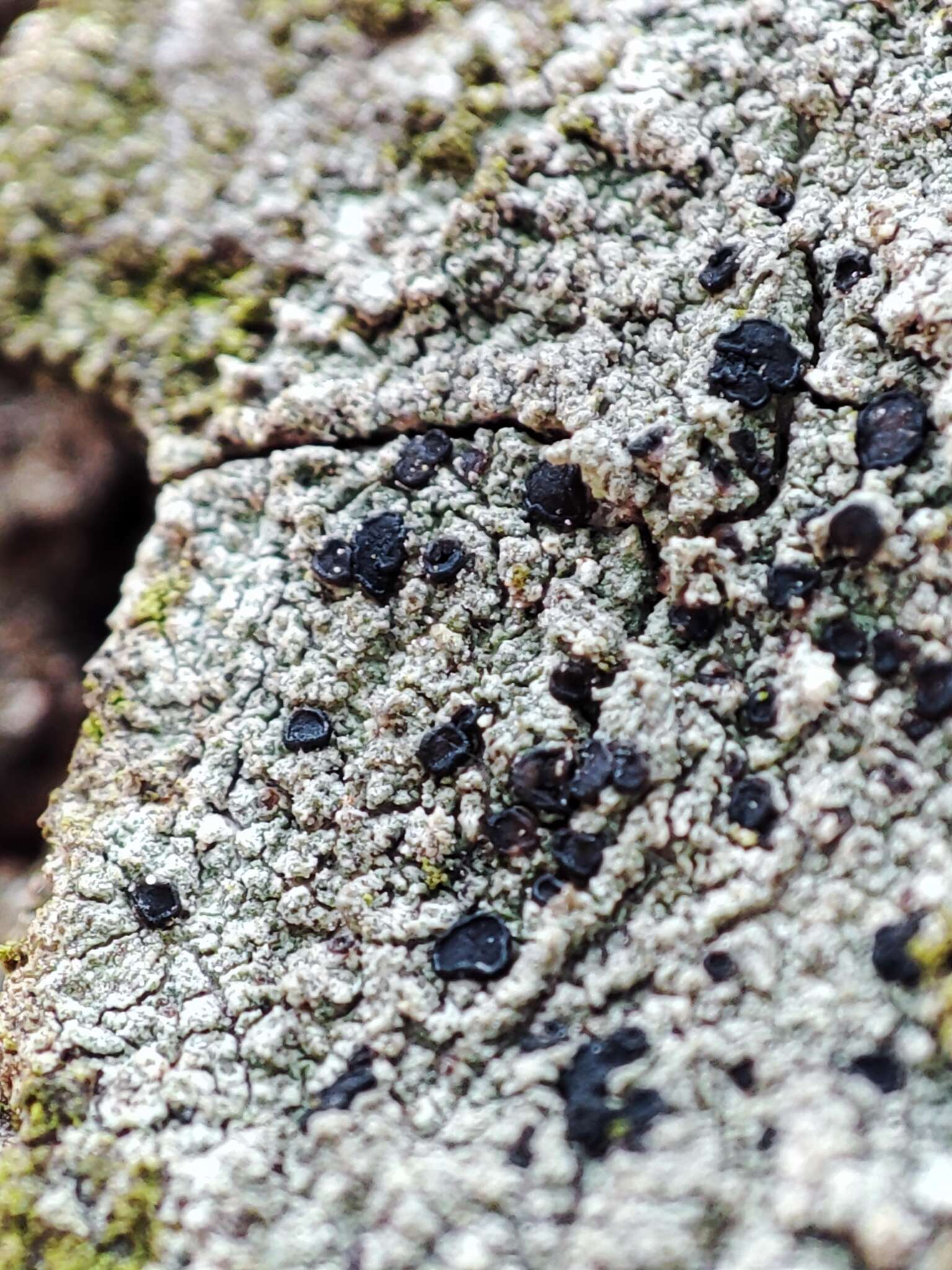 Image of lecidella lichen