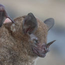 Image of Colombian Short-tailed Bat