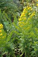 Image of Cutler's alpine goldenrod