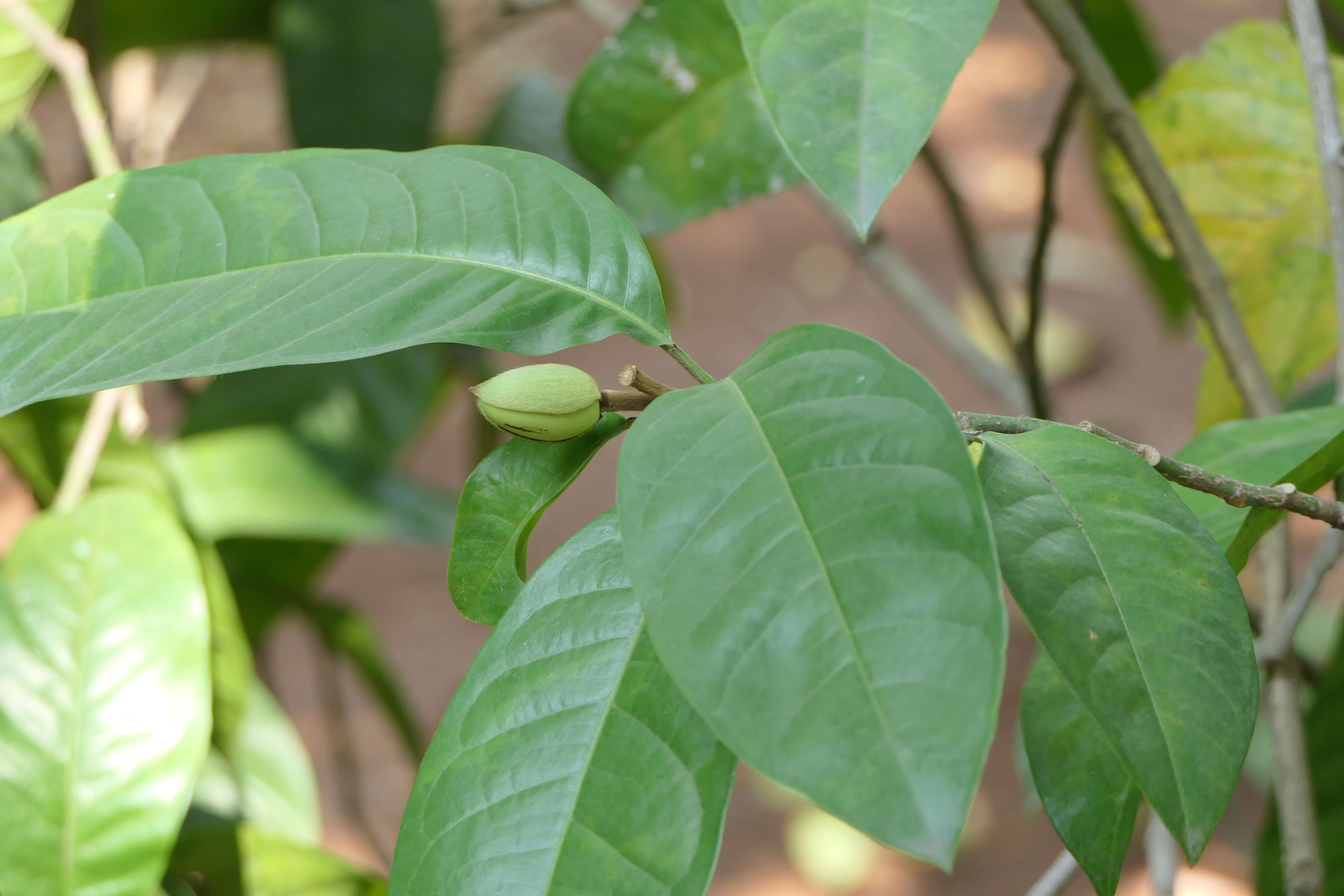 Image of Magnolia liliifera (L.) Baill.