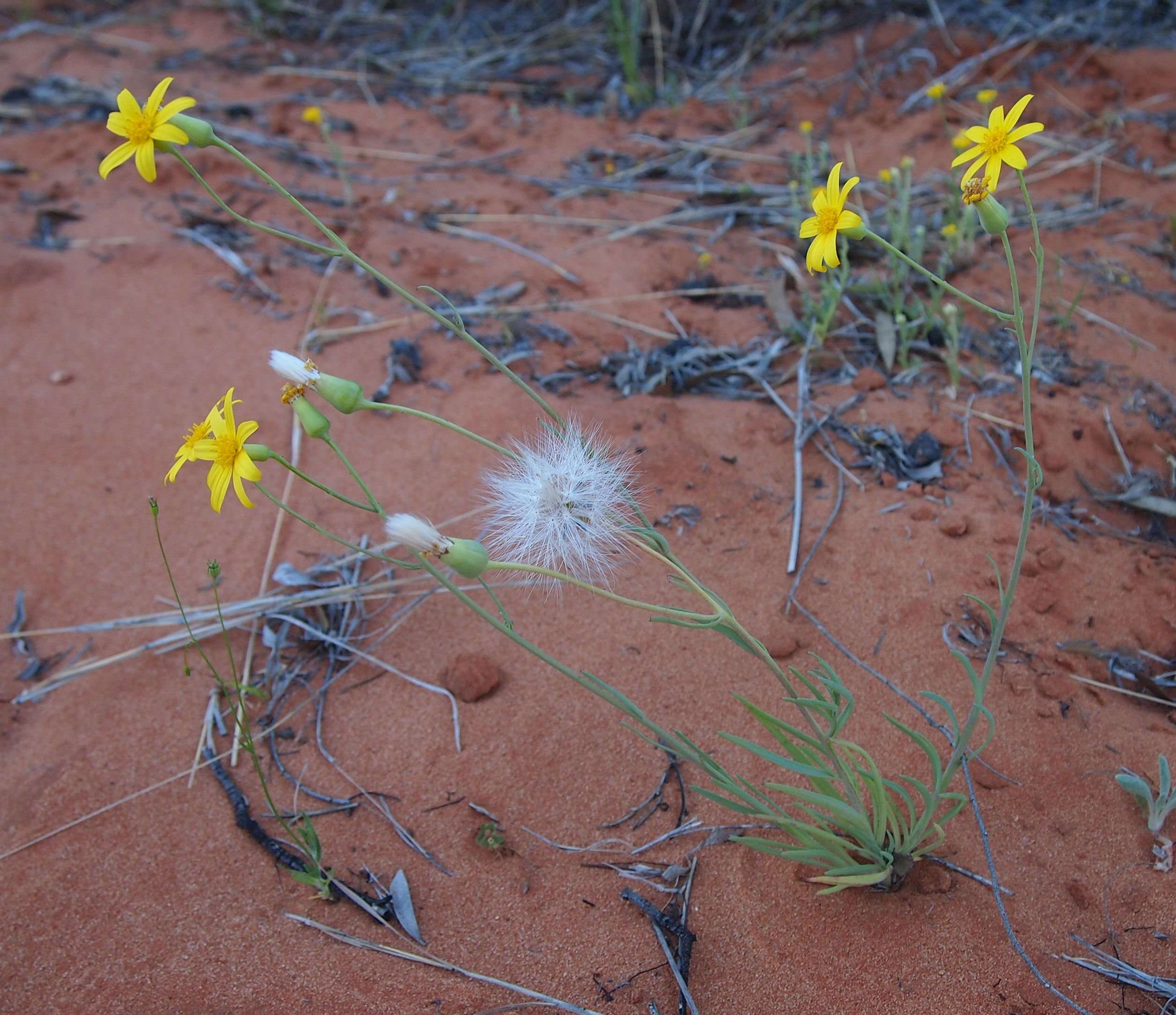 Senecio gregorii的圖片