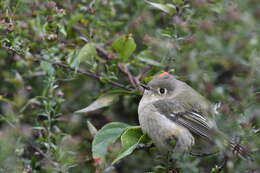 Image of Golden-crowned Kinglet