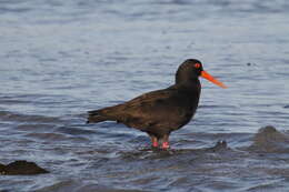 Image of Sooty Oystercatcher