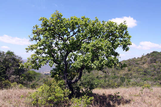 Image of Broad-leave beech