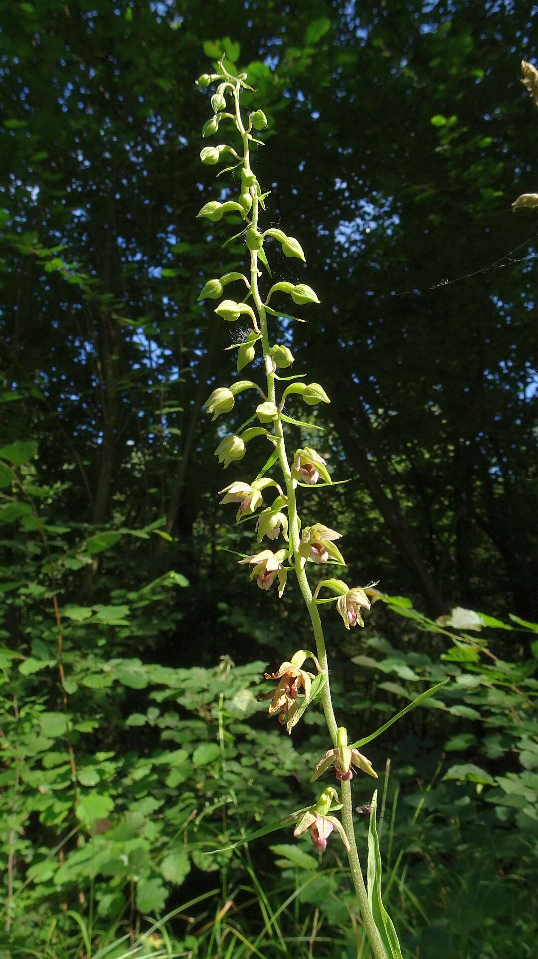 Image of Broad-leaved Helleborine