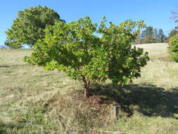 Arbutus xalapensis Kunth resmi