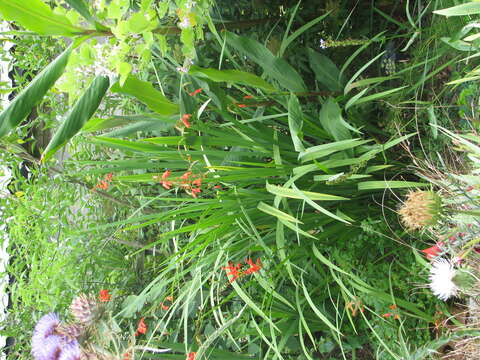 Image of Pott's Montbretia