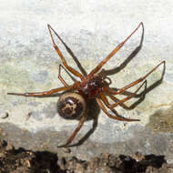 صورة Steatoda nobilis (Thorell 1875)