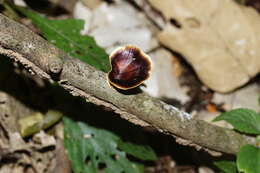 Microporus xanthopus (Fr.) Kuntze 1898 resmi