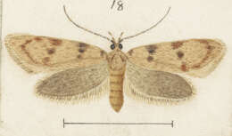 Image of Leptocroca scholaea Meyrick 1884