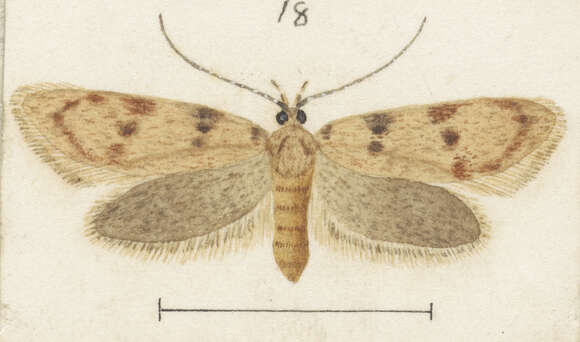 Image of Leptocroca scholaea Meyrick 1884