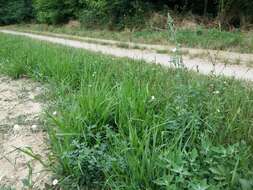 Plancia ëd Chenopodium opulifolium Schrader