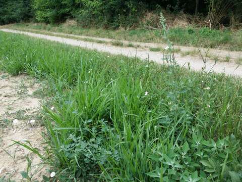 Plancia ëd Chenopodium opulifolium Schrader