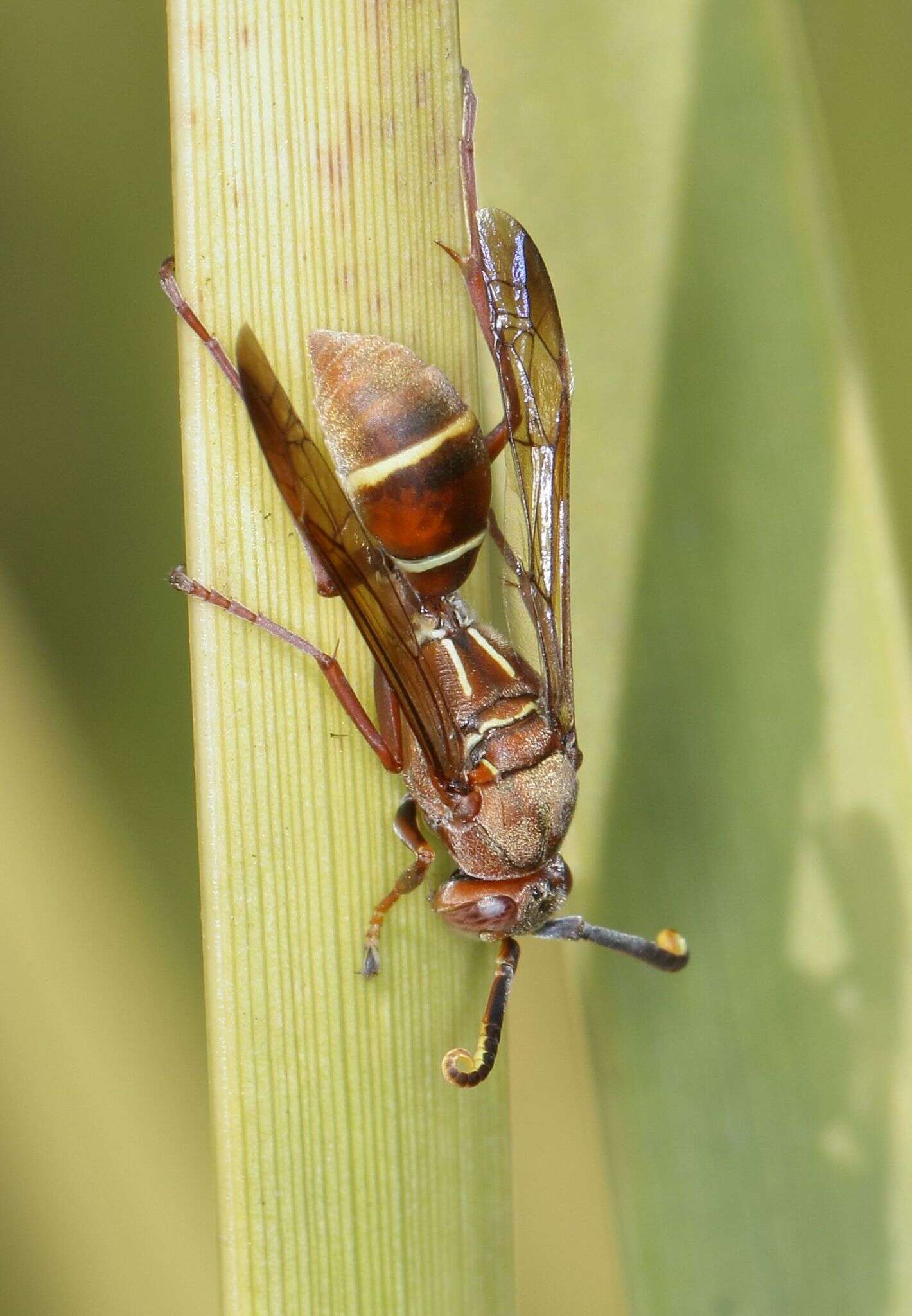 Image of Polistes africanus Pal. de Beauv.