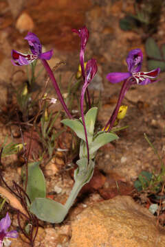 Image of Lapeirousia jacquinii N. E. Br.