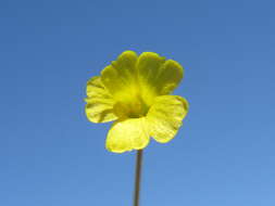 Image of French flax