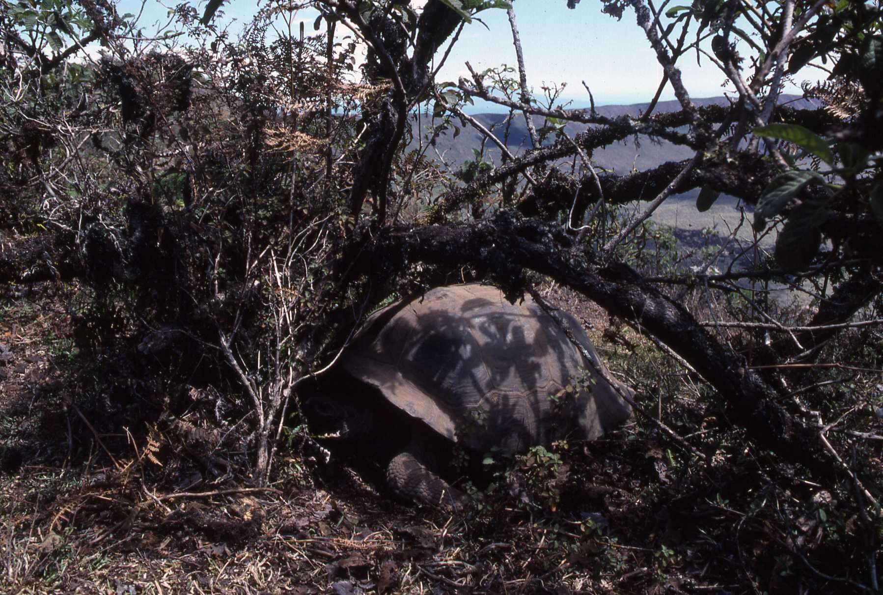 Image of Alcedo Volcano giant tortoise