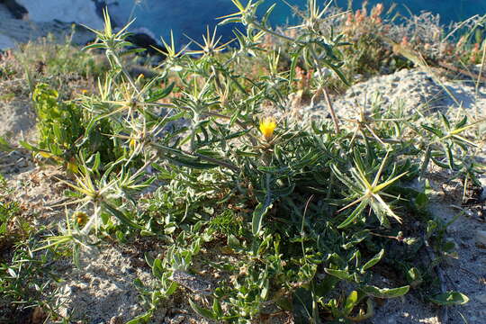 Image de Centaurea hyalolepis Boiss.