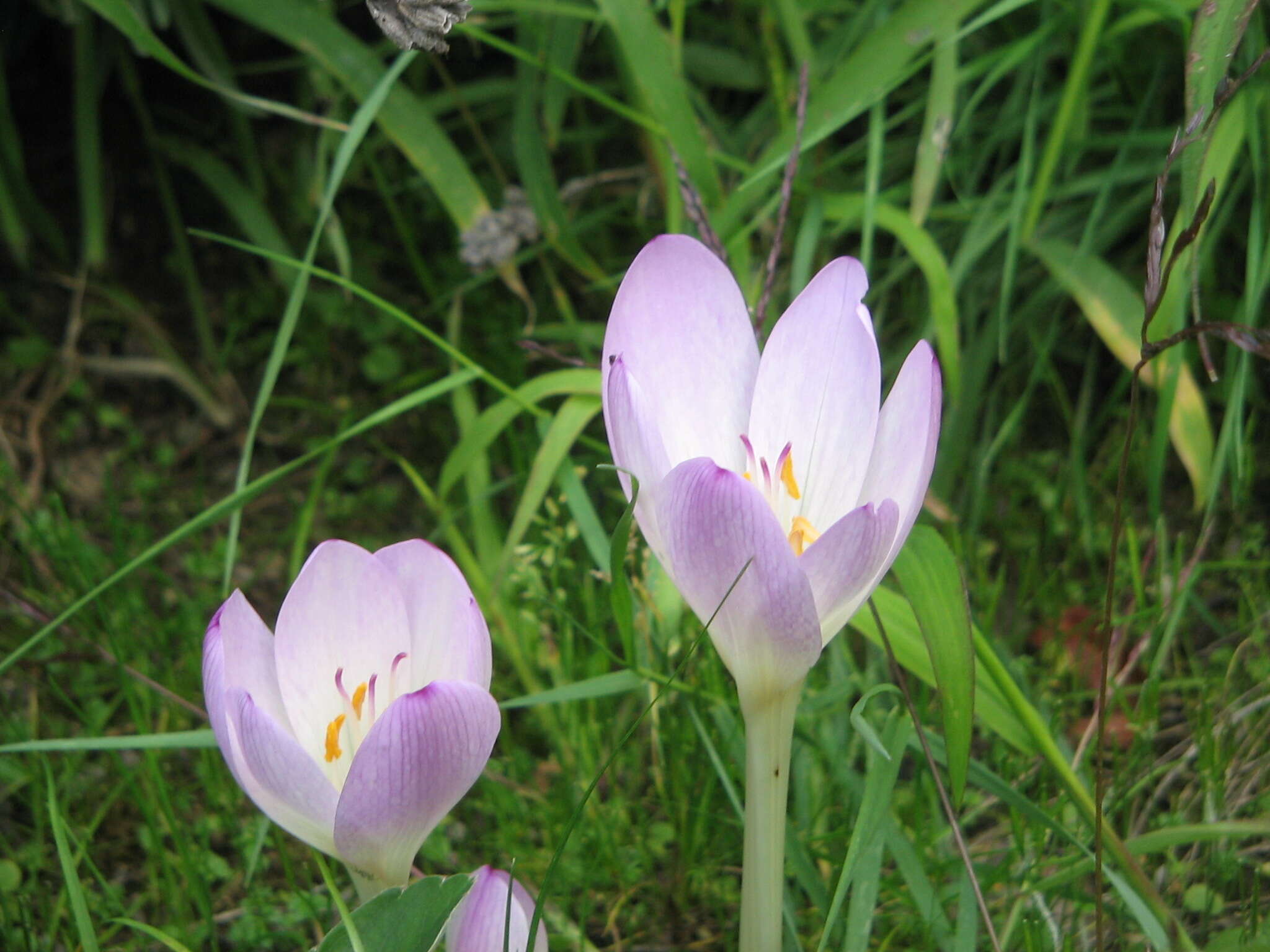 Image of Colchicum lusitanum Brot.