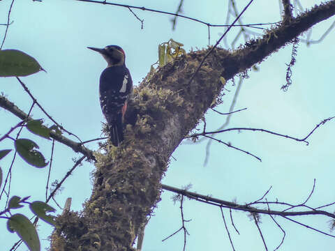 Image of Darjeeling Woodpecker