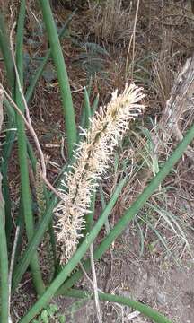 Image of African bowstring hemp