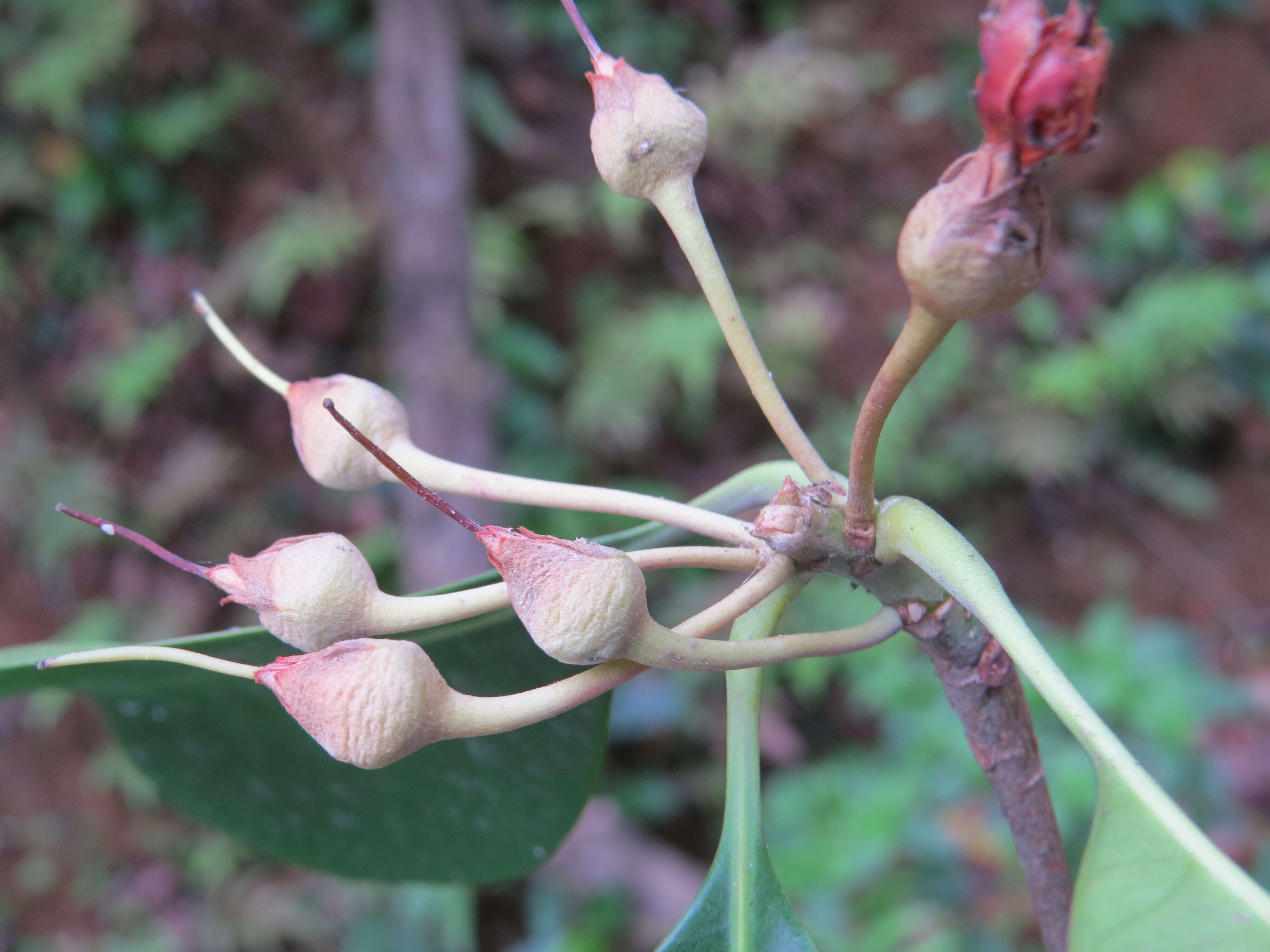 Palaquium ellipticum (Dalzell) Baill. resmi