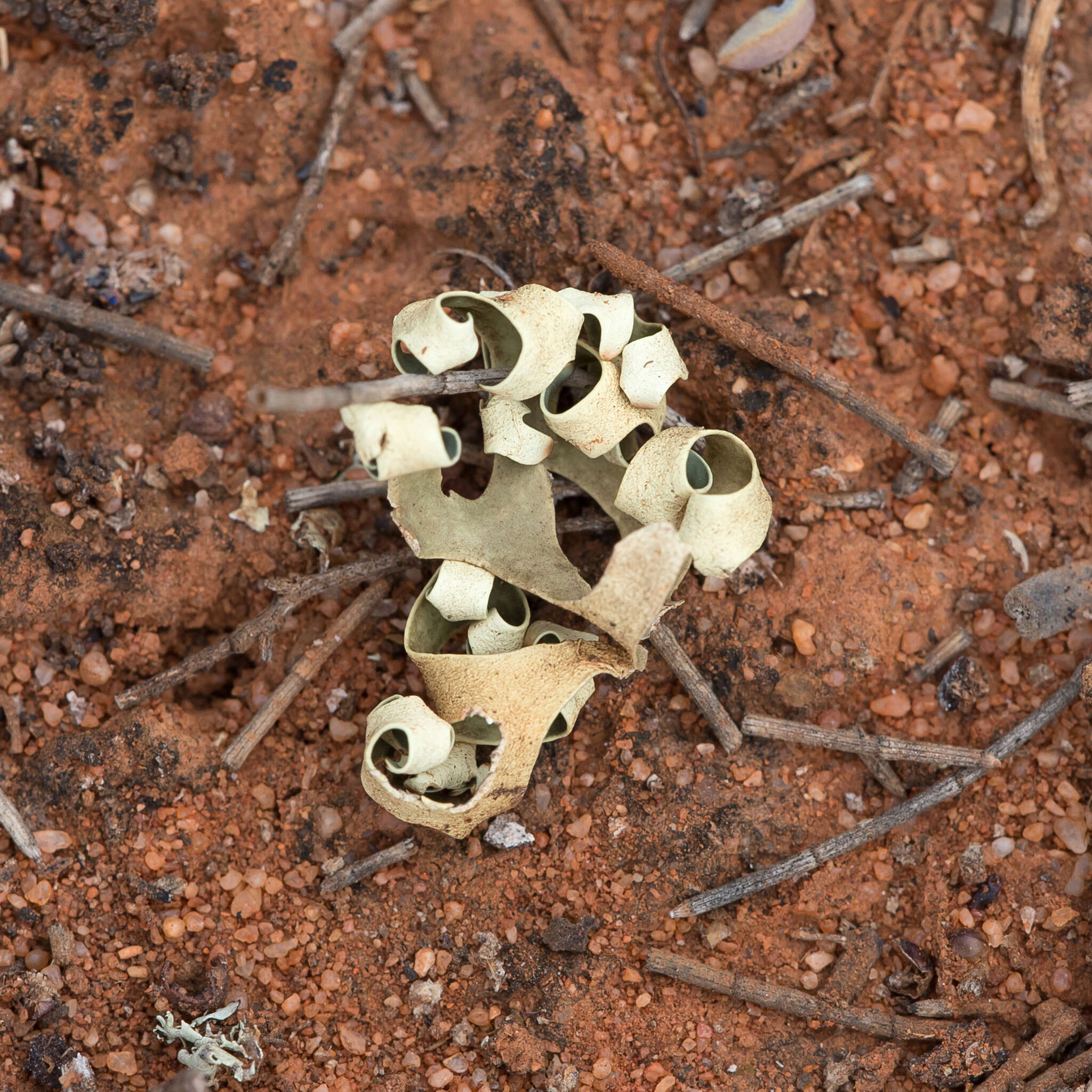 Imagem de Xanthoparmelia semiviridis (F. Muell. ex Nyl.) O. Blanco, A. Crespo, Elix, D. Hawksw. & Lumbsch