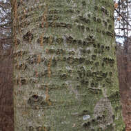 Image of Northern Red Oak