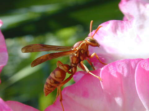 Image of Polistes apachus de Saussure 1857