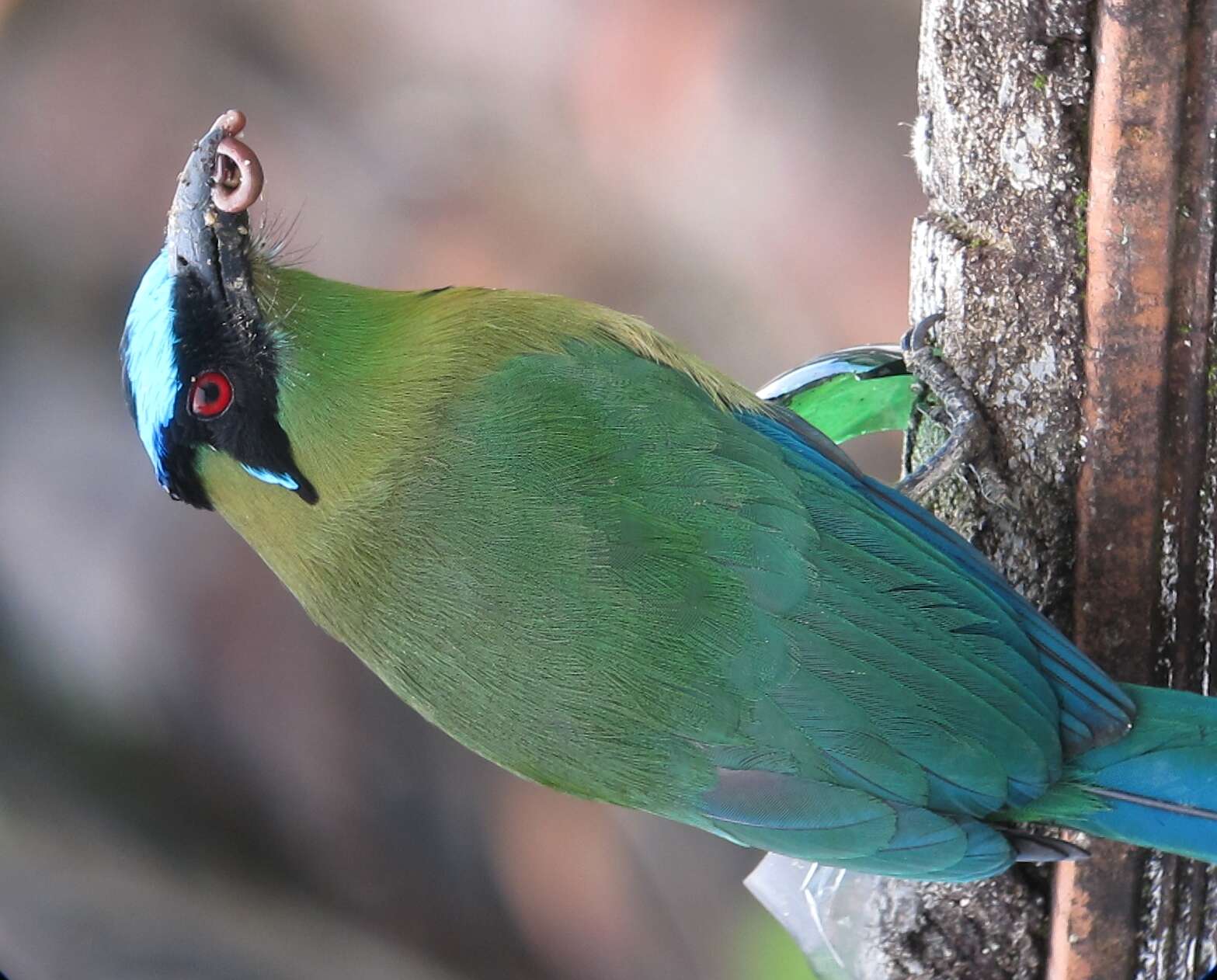 Image of Andean Motmot