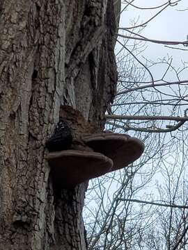 Image de Polypore du robinier