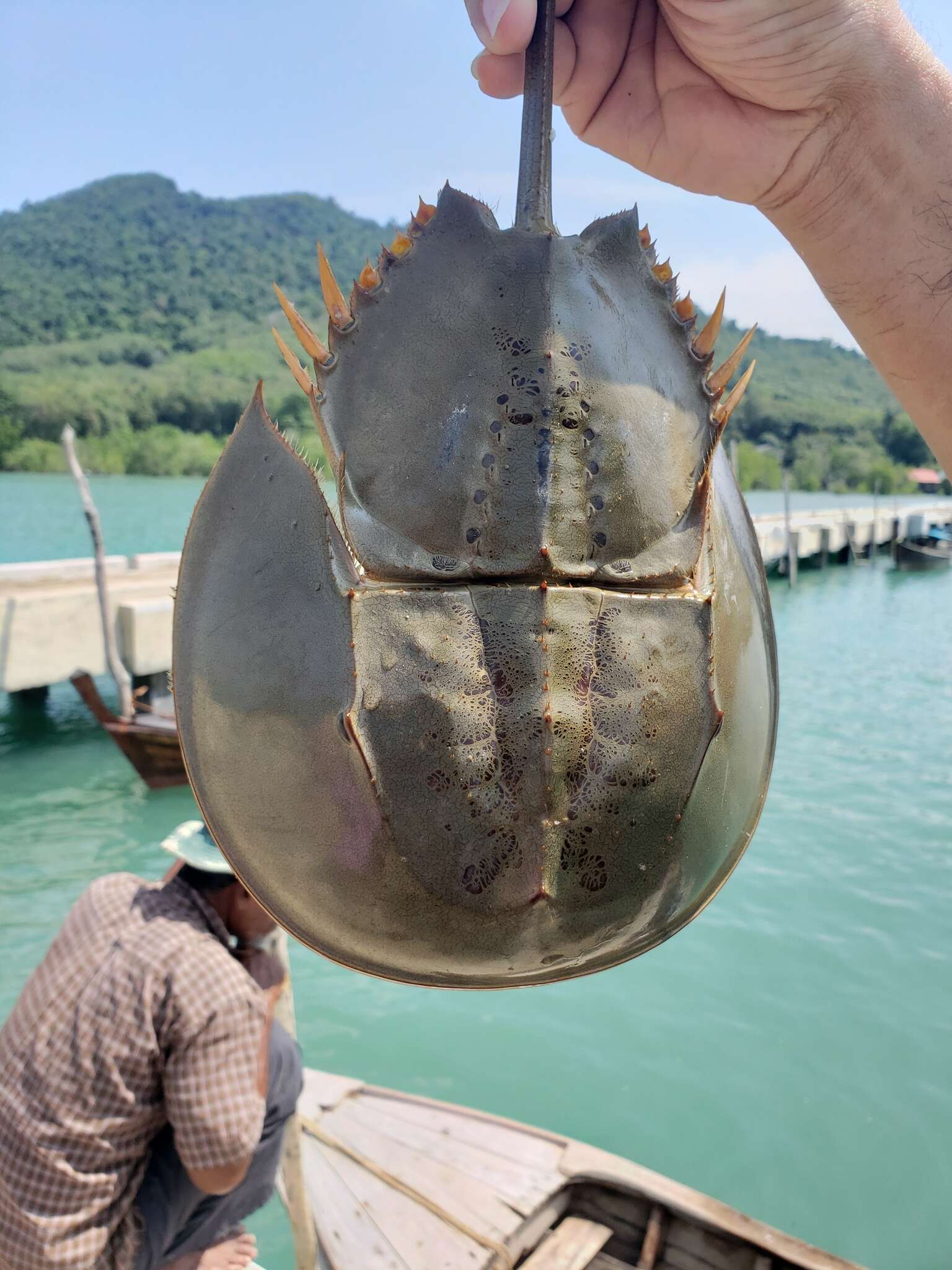 Image of Horseshoe Crab