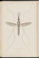 Image of Anopheles maculipennis Meigen 1818