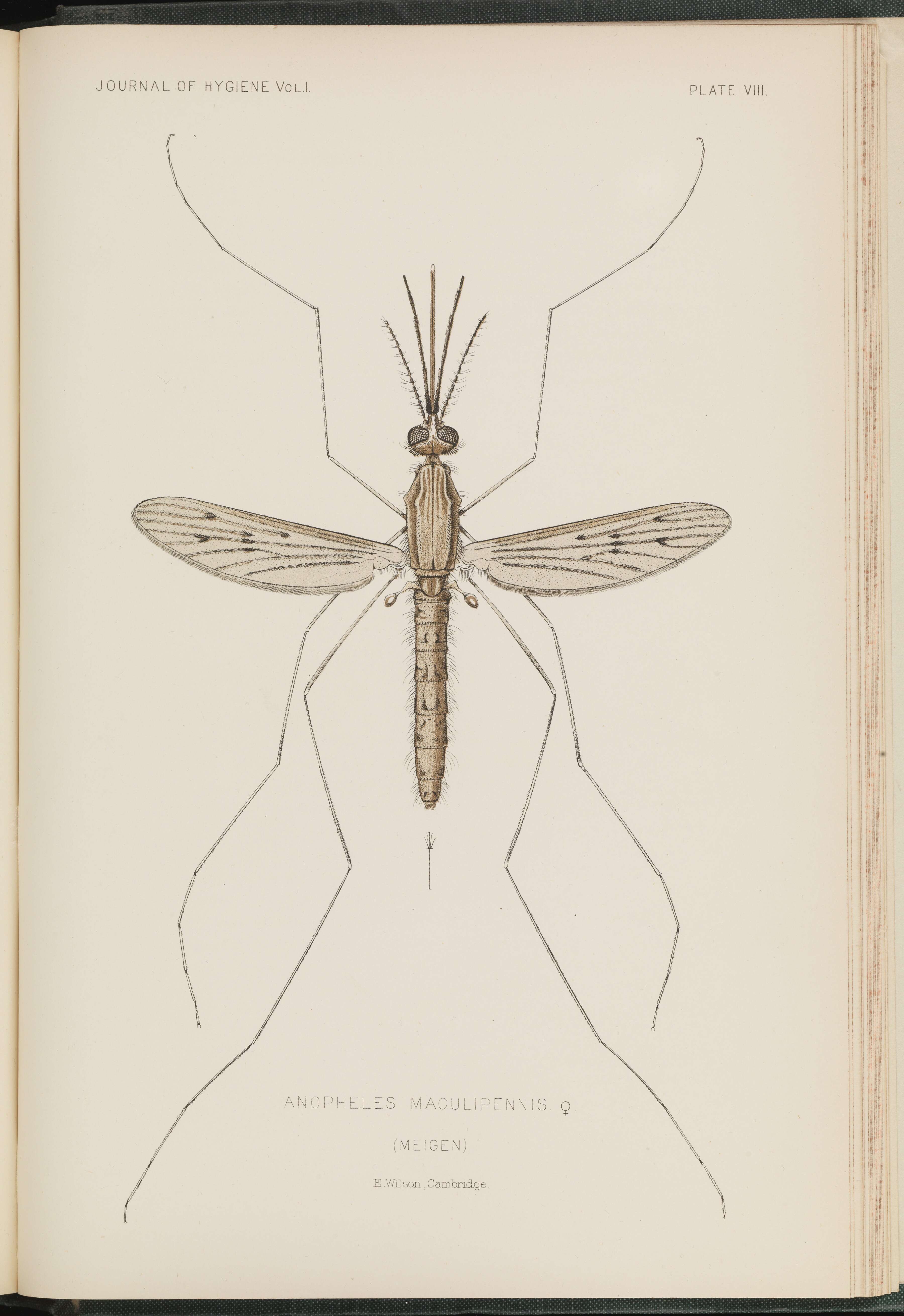 Image of Anopheles maculipennis Meigen 1818