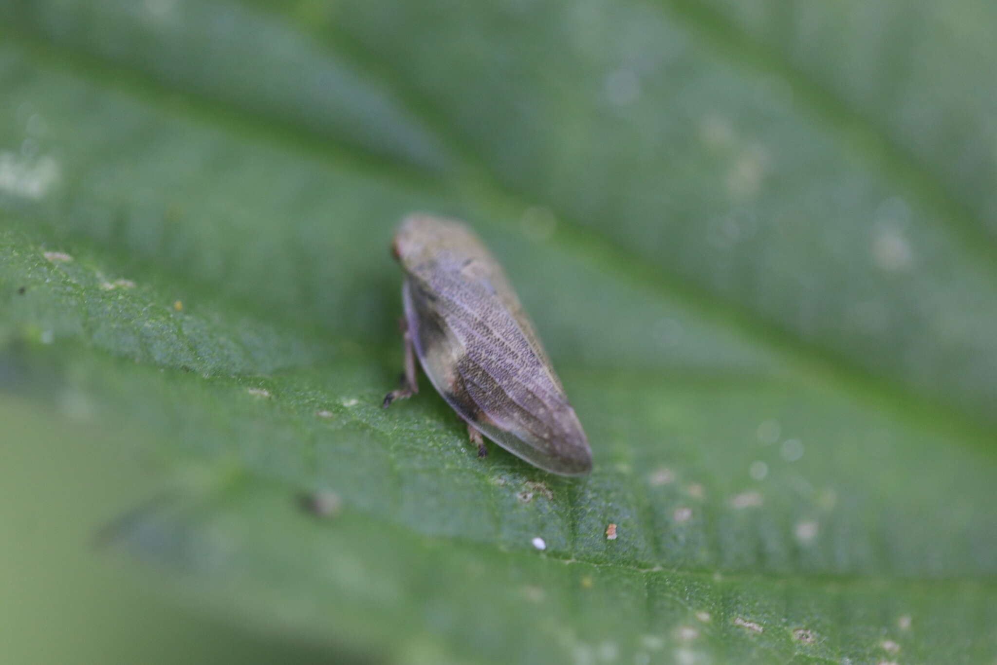 Image of European Alder Spittlebug