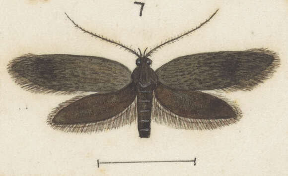 Image of Locheutis vagata Meyrick 1916