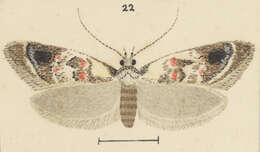 Image of Trachypepla roseata Philpott 1923